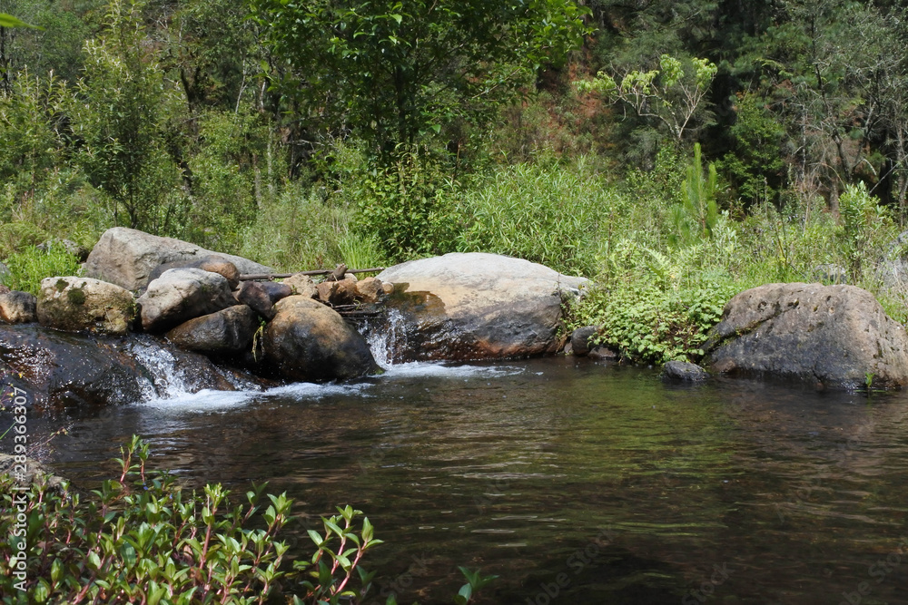 Forrest landscape and textures in mushrooms