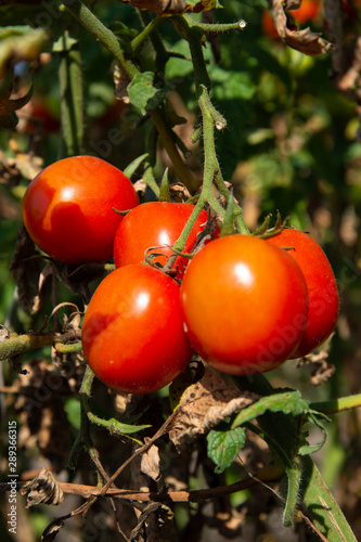 Late summer red tomatoes