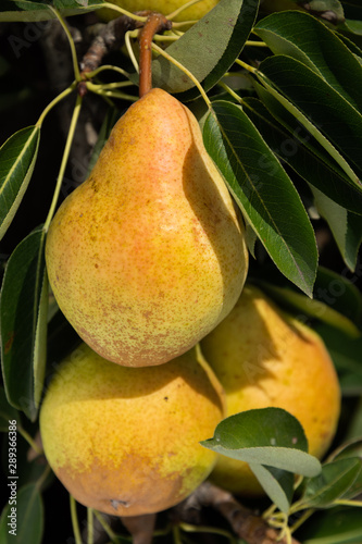 Several ylellow pears hanging on the branch