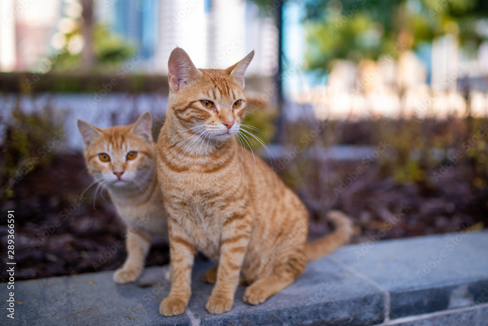 Two caramel color stray cats