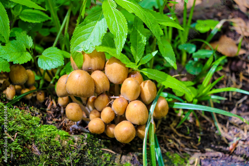 Autumn scene with a group of mushrooms among green leaves and grass. Also known as mica cap, shiny cap or glistening inky cap. Autumn scene with a group of mushrooms among green leaves and grass. Also known as mica cap, shiny cap or glistening inky cap.