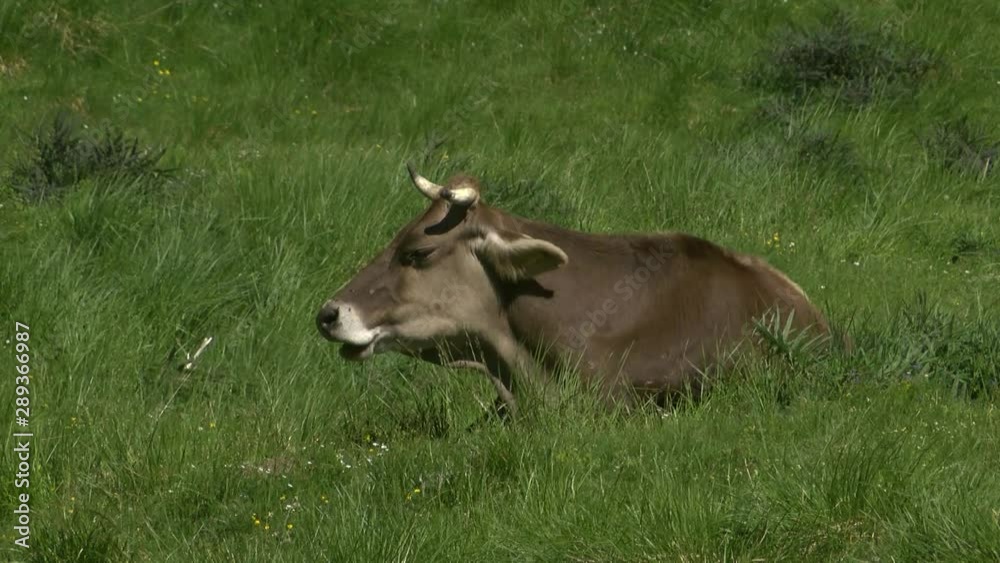 Grey cow with horn lies in grass, shakes head, chews, wind blows, grass moves. Grey cow with horn lies in grass, shakes head, chews, wind blows, grass moves.