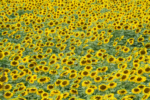 Field of sunflowers during summer sunrise. Farming sunflower crops