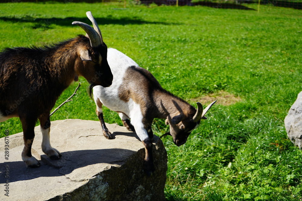 Obraz premium Tiere 