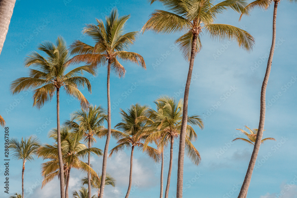 palm trees on background of blue sky with clouds