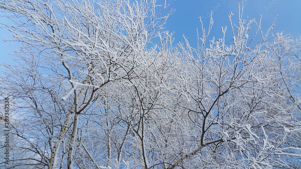 Beautiful branches of trees covered with snow