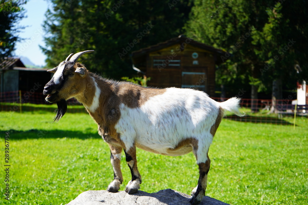 Fototapeta premium Tiere 