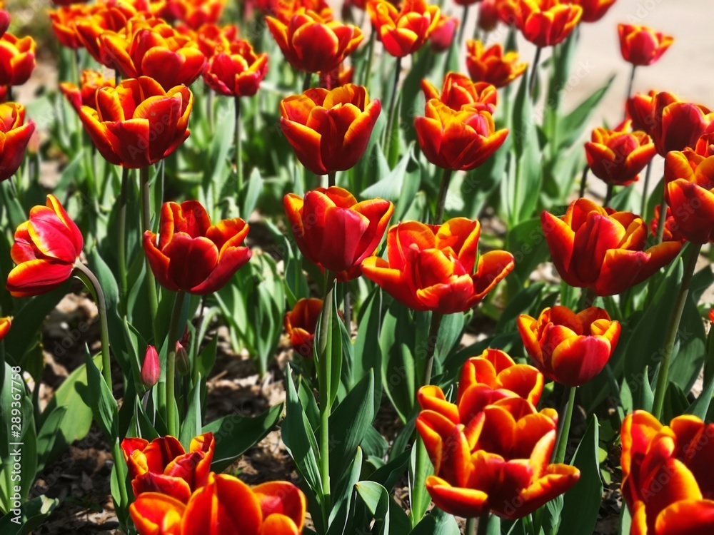 field of red tulips on blossom, spring background field of red tulips on blossom, spring background