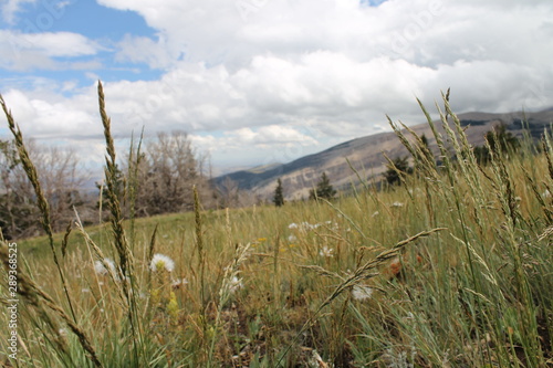 field high grass