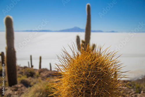The island of Inchauasi in the salar of Uyuni