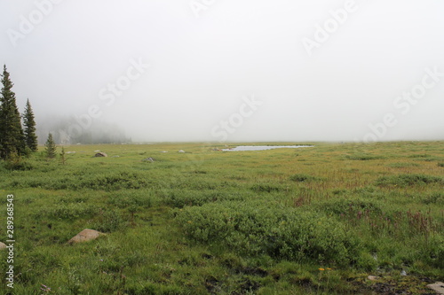 foggy field