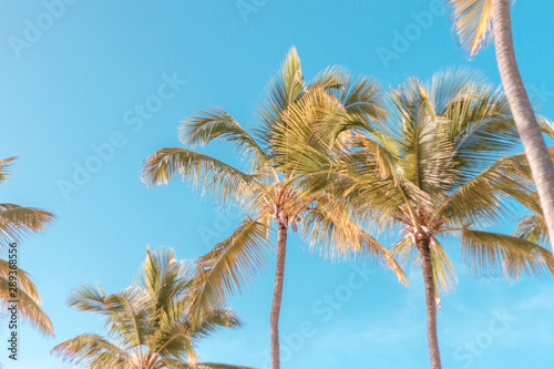 palm trees blue sky sea beach