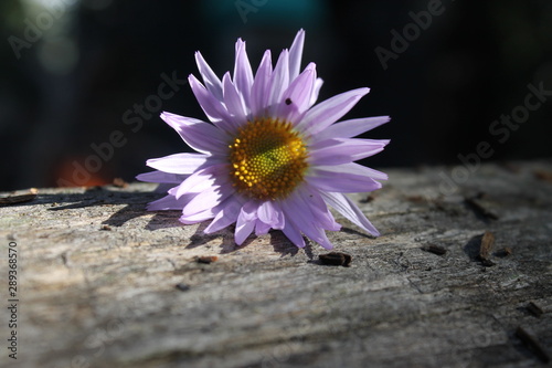 purple flower on log