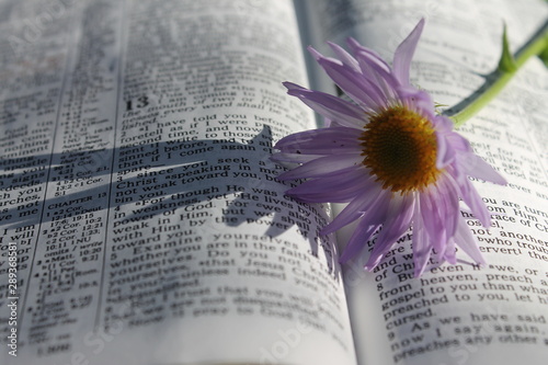 flower on scripture
