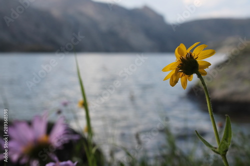 flower by lake