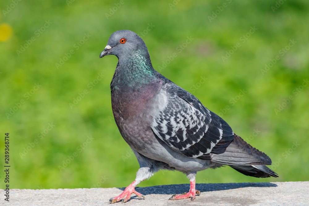 Wild pigeon walks on the concrete curb against green grass in sunny day close-up Wild pigeon walks on the concrete curb against green grass in sunny day close-up