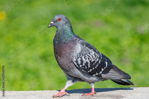 Wild pigeon walks on the concrete curb against green grass in sunny day close-up