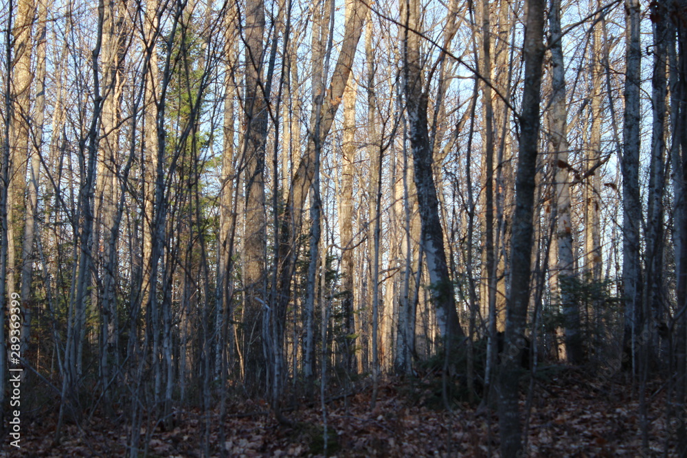 Fototapeta premium Sun through trees