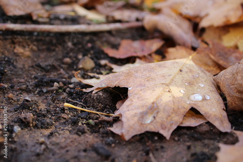 Leaves in wet dirt