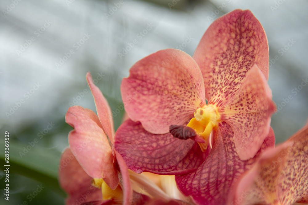 Orquídeas 01 Orquídeas 01