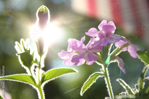 Sunny purple flower