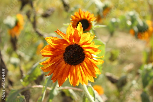 Sunflower on sunny day 