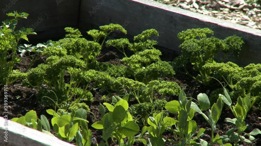 Steady, medium wide shot of parsley and basil growing in a garden plot. Steady, medium wide shot of parsley and basil growing in a garden plot.