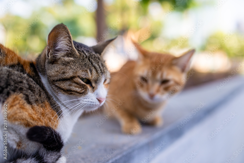 Two stray cats, the second one blurred in the background