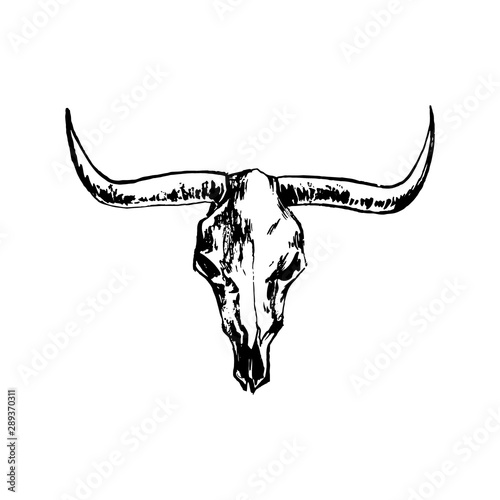 Bison skull hand drawing image. Buffalo cranium vector illustration. Cow head bone black isolated on white background