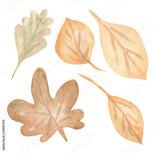Autumn leaves set  isolated on white background.illustration of yellow and brown  green autumn leaves  Birch leaves  mountain ash maple  oak. set of isolated objects