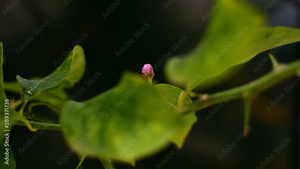 the little flower in the lemon tree the little flower in the lemon tree