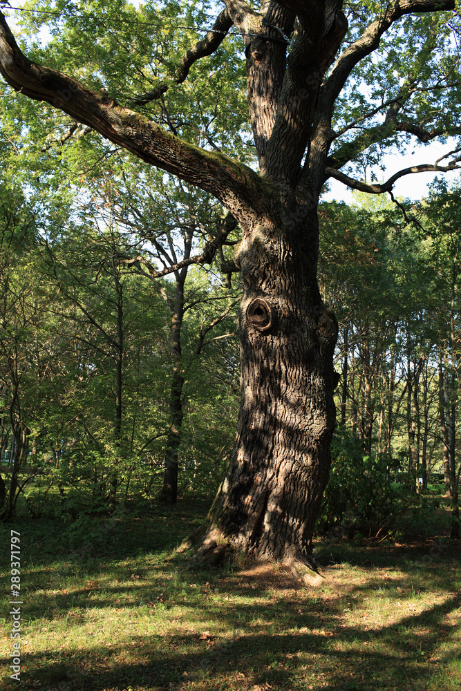Obraz premium in the shade of a centenary oak in the summer