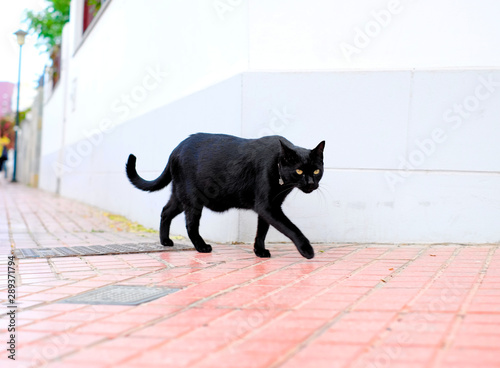 A black cat with a silver collar cruising along a white wall.