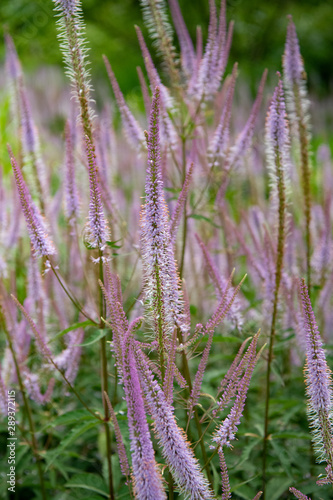 veronica flower spikes