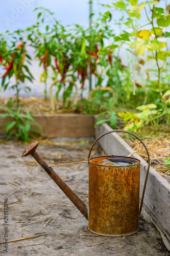 Old rusty watering can inside small greenhouse with tomato and pepper plants. Watering can for watering in the greenhouse.