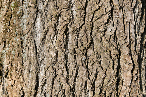 Poplar bark close-up. The subject is lit by bright sunlight.