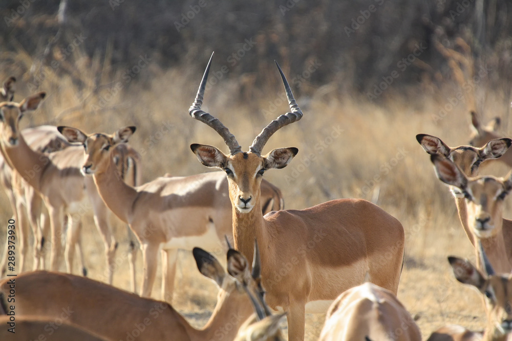 Impala (Aepyceros melampus) in South Africa Impala (Aepyceros melampus) in South Africa