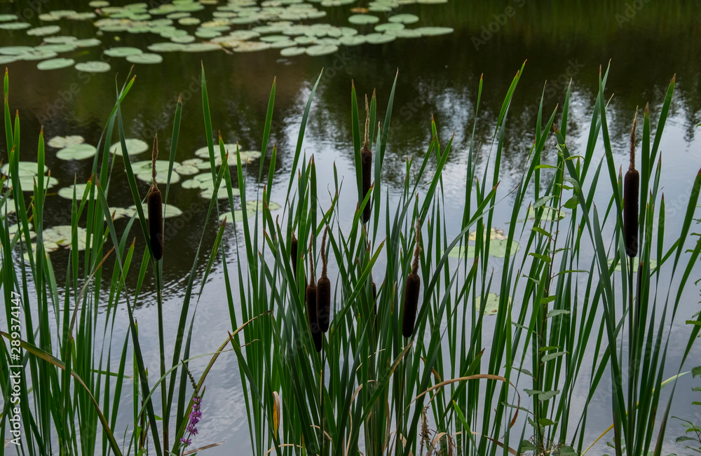 Blütenstand eines Rohrkolben (Typha sp.) Blütenstand eines Rohrkolben (Typha sp.)