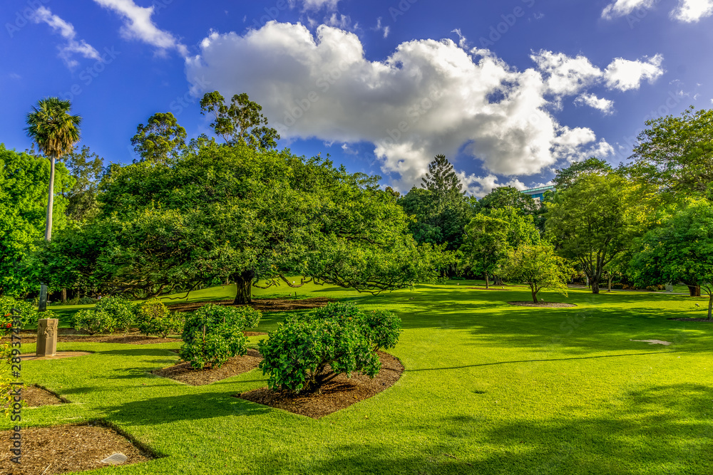 Green lawn with Tropical Trees.