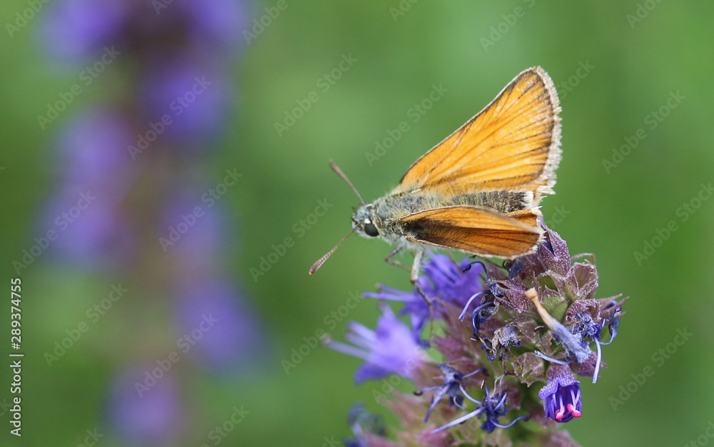 Braun-Dickkopffalter (Thymelicus indet) Braun-Dickkopffalter (Thymelicus indet)
