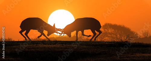 Two young deer fight on the...