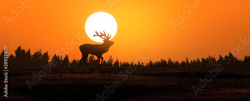 deer at sunset