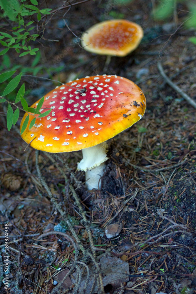 Two beautiful Amanita muscaria in summer forest Two beautiful Amanita muscaria in summer forest