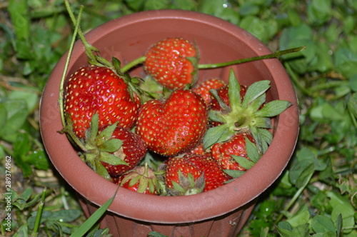 fresh strawberries in a basket