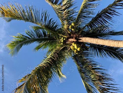Palm Tree Beauty