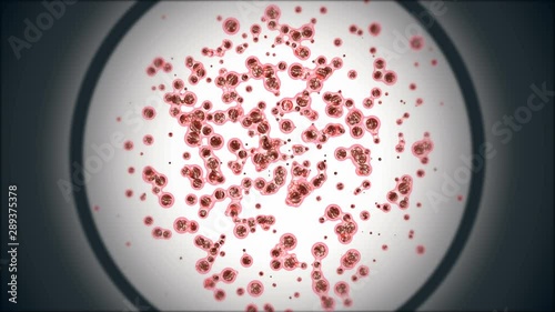 Embryonic mitosis stem cells colony tissue section magnified in microscope. Cellular therapy research, disease treatment 3D animation. Pathology diagnosis. Biology and human body medicine concept. 4K