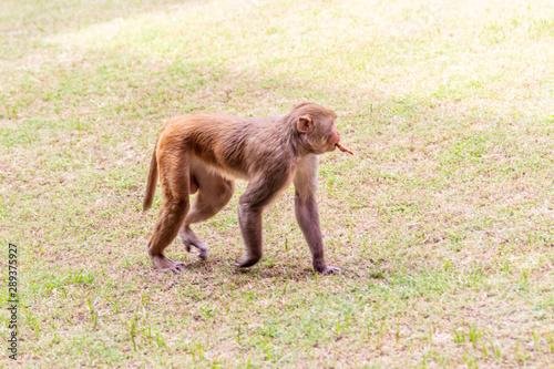 Monkeys in India © Antoine