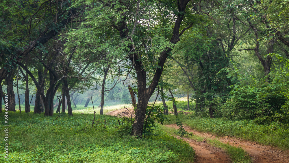 Fototapeta premium Ranthambore National Park and its marvelous landscapes