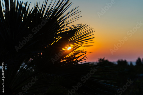 Sonnenuntergang mit Palmen 