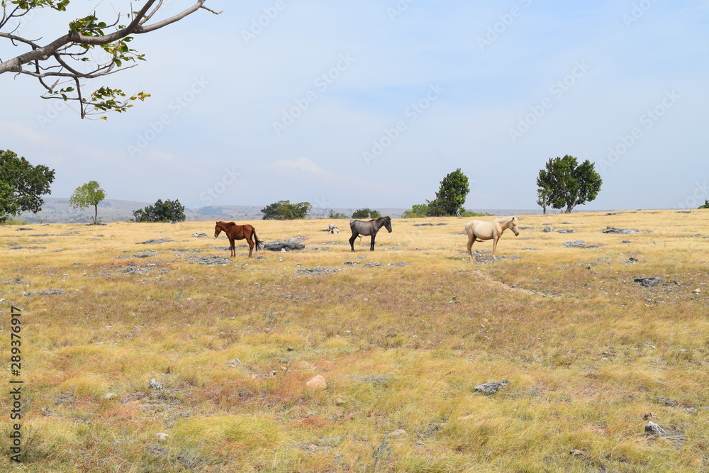 horses in field